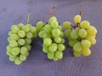 [새콤달콤한농원] 샤인머스켓 B품 바라포도 청포도 와인 청 식초 잼 주스용 비품 가공용 : 새콤달콤한농원