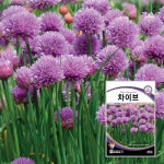 차이브씨앗 챠이브 씨앗 차이브 씨 종자 400립 : 모종엄마 씨앗아빠