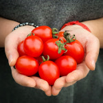 부여 대추방울토마토 완숙 농장직송 3kg : 프루미엄