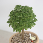 장미허브 외목대 토피어리 허브식물 다육식물 : 루시룸