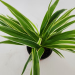 나비란 공기정화식물 오션 반려식물 거실화분 플랜테리어 대성식물 : 대성식물