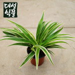 나비란 공기정화식물 오션 반려식물 거실화분 플랜테리어 대성식물 : 대성식물