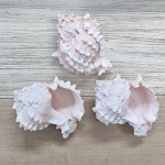 대형 스토무스 소라 10.5~11cm Hexaplex erythrostomus #핑크뮤렉스 : 하멜른