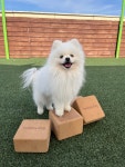헬시독 펫블럭 강아지 운동기구 독피트니스 반려견 슬개골탈구예방 운동 근력 훈련 : 헬시독스토어