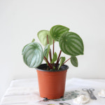 수박페페 페페로미아 공기정화 관엽 식물 : 루시룸