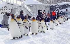 [입장료 특전] 북해도 비에이 아사히야마 동물원 버스투어 삿포로 출발 엔데이트립 : 엔타비글로벌