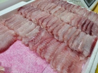 산지출고 흑산도 홍어 회 국산 목포 홍어 : 카트플레이