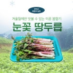 눈꽃땅두릅 : 치악산쌍둥이농장