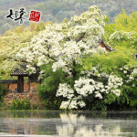 이팝나무 1년 묘목 : 세종원예농원