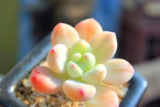 초미니 다육금 귀여운 크라바쯤금 작은 라울금 다육 농장 이름 키우기쉬운식물 홈가드닝 : 핑키다육