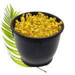 [양천구·화곡동 배달] 시루콩나물 1봉 650g 국산 [경창 자연식품] : 동네시장 장보기