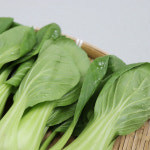 국내산 청경채 2kg 4kg 마라탕 샤브샤브 용 청경채 1kg : 농산물마루