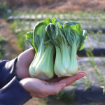 국내산 청경채 2kg 4kg 마라탕 샤브샤브 용 청경채 1kg : 농산물마루