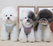 메이제제네 울오버롤드레스 강아지옷 에덴숑 : 메이제제네
