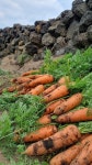 제주 구좌 햇당근 흙당근 5kg 10kg 주스용 요리용 산지 농부직송 : 제주 홍당무