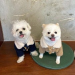 강아지옷 코트 부클 떡볶이 코트 S-XL : 아뭉아뭉