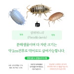 슈퍼 밀웜 서비스밀기울O 단일 50마리+10% 왁스웜 크레스티드 레오파드 게코 곤충 개구리 먹이 : nb 밀웜 곤충 농장
