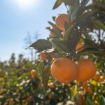 직접선별 제주 제철 고당도 달콤한 감귤 국내산 : 익산원예농협 농협이마켓