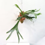 박쥐란 목부작 4번 희귀식물 사진속해당상품발송 공룡꽃식물원 : 공룡꽃식물원