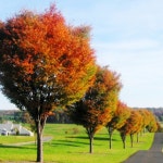 느티나무묘목 2년생상묘 조경수 속성수가로수 : 나무키움묘목농원