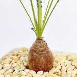 페라고니움 라파세움 : 독특한 주홍빛 목대에 섬세하게 멋진 잎 2514 : 아프리카식물-사바나농장