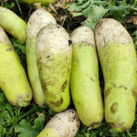 제주 무농약 월동무 무 무우 산지직송 : 농부가어부바