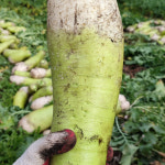 산지직송 제주 무농약 월동무 무 무우 : 위씨네장모님