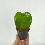 하트호야 1촉 2촉 하트선인장 다육 키우기쉬운 실내 공기정화식물 대성식물 : 대성식물