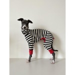 이탈리아그레이하운드 강아지 부드러운 원단 아이쥐 스트라이프 옷 : 지구라이프