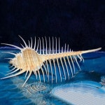 어항 장식품 동굴 수조 인공 수족관 조경 돌 소라 정원 조개 장식 가정 뮤렉스 비너스 : Happy퍼니처