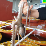 [무안1번중매인] 전남 무안 생물 뻘낙지 [위판장 산지직송] : 담미소