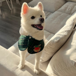 강아지 케이프 크리스마스 체크 망토 옷 : 코코마펫 애견편집샵