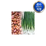 쪽파 종구 (씨앗) 500g 야채 채소 텃밭 파종 재배 주말 농장 씨 종자 : 다농원예가든