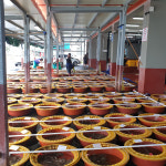 [무안1번중매인] 전남 무안 생물 뻘낙지 [위판장 산지직송] : 담미소