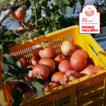 [예산사과즙] 과수원에서 딴 맛있는 사과 100% 건강 사과즙 120ml 50개 : 맛있는사과 보미네농장