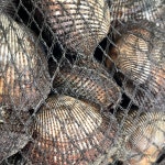 꼬막10kg 벌교꼬막 새꼬막 산지직송 : 뚝딱밥상