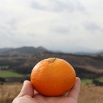 써니네농장 당도보장 프리미엄 해풍맞은 제주 노지 감귤 고당도 타이벡 귤 : 행그리LIVE