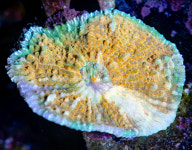 [LPS] AFC 옥시포라 찰리스 : 코통령