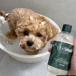 비숑샴푸 강아지샴푸 애견 펫 개 : 마로스상회