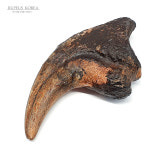 (OF29) 니제르 수코미무스 육식공룡 발톱 화석 : 루페우스