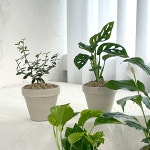 키우기쉬운 실내 공기정화식물 음지식물 단체주문용 : 솔가든