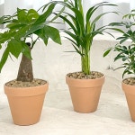 키우기쉬운 실내 공기정화식물 음지식물 단체주문용 : 솔가든