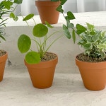 테이블야자 실내 음지 공기정화식물 소형 포트 : 솔가든