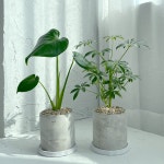 키우기쉬운 실내 공기정화식물 음지식물 단체주문용 : 솔가든