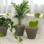 키우기쉬운 실내 공기정화식물 음지식물 단체주문용 : 솔가든