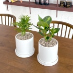 키우기쉬운 실내 공기정화식물 음지식물 단체주문용 : 솔가든