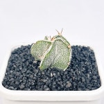 브라운 반야 백조 소형 난봉옥 3063 : 아프리카식물-사바나농장