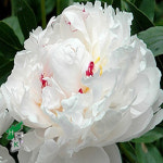 작약 설원홍성 (개화주 포트묘) 묘목 관상수 : 한국원예종묘 농업회사법인