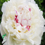 작약 설원홍성 (개화주 포트묘) 묘목 관상수 : 한국원예종묘 농업회사법인