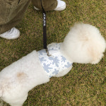 [ 와프와프 ] 강아지 하네스 리드줄 핸드드로잉 패턴 : WAFWAF